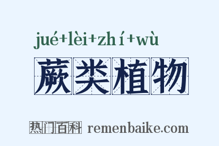 蕨类植物是什么意思的图片